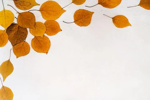 Flatlay composition text frame autumn yellow leaves white relief background Stock Photos