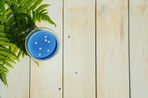 Flatlay with cup of blue matcha tea, forget-me-nots flowers and fern. Foto stock