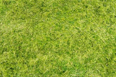 Flatlay, cutted grass with moss and weed 스톡 사진