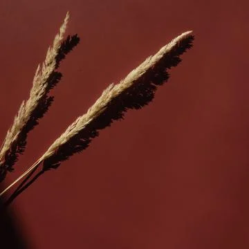 Flatlay of dry grass on red background with soft blurred sunlight shadows. Ae Fotos de archivo