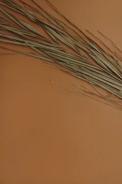 Flatlay of dry palm leaf on orange background. Minimal top view, flat lay flo 스톡 사진