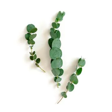 Flatlay of eucalyptus branches Foto stock