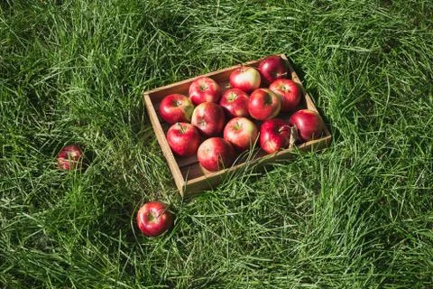Flatlay with fresh ripe red apples in wooden box on green grass Stock Photos