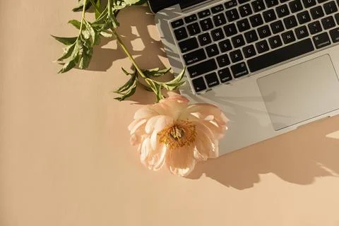 Flatlay laptop computer and gentle peony flower casting sunlight shadow on pe Stock Photos