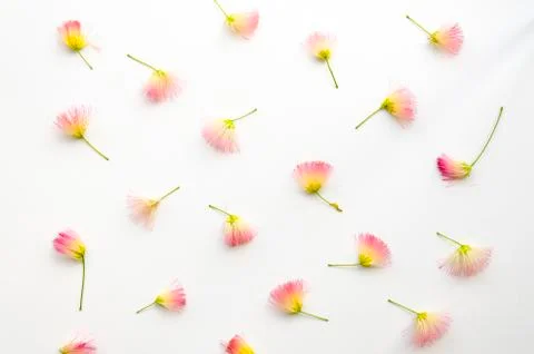 Flatlay pattern with pink siris flowers on white background Flat lay, top view Stock Photos