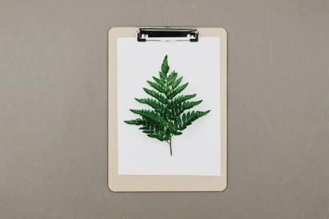 Flatlay of sketch board with fern branck on grey background Stock Photos