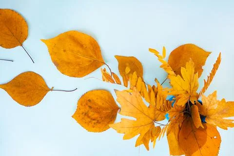 Flatlay text frame autumn background with bouquet yellow dry acacia maple leaves Stock Photos