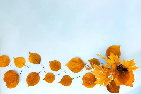 Flatlay text frame autumn background bouquet yellow dry acacia maple leaves Stock Photos
