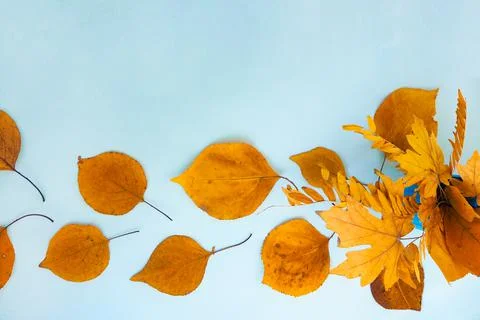 Flatlay text frame autumn background with bouquet yellow dry acacia maple leaves Stock Photos