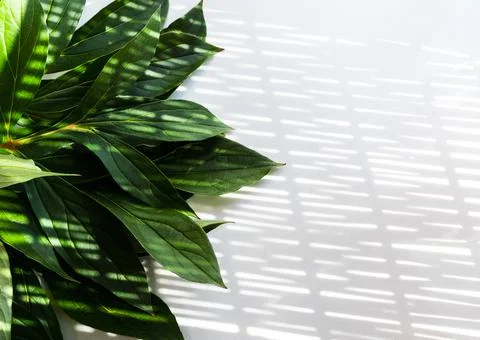 Flatlay, top view. Bunch of peony green leaves on white table. Play of light and Stock-Fotos