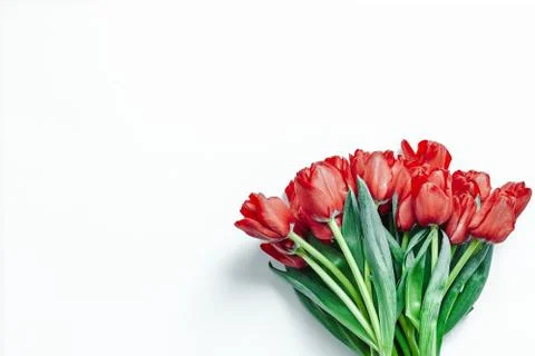 Flatlay of tulips on white background. Summer or spring time. women day. Stock Photos
