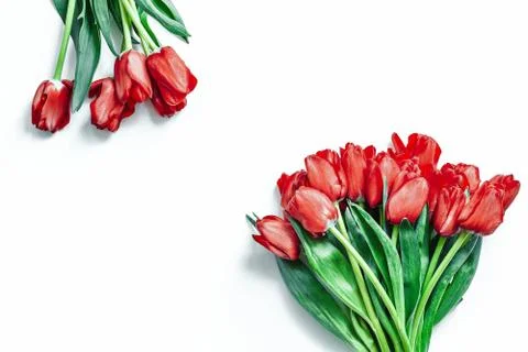 Flatlay of tulips on white background. Summer or spring time. women day. Stock Photos