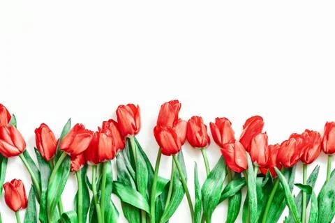Flatlay of tulips on white background. Summer or spring time. women day. Stock Photos