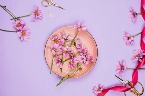 Flatlay with violet daises in pink plate, scissors and ribbon, violet backgro Stock Photos