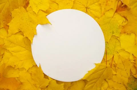 Flatlay white round on yellow maple foliage background copyspace. Сircle framed  Stock Photos