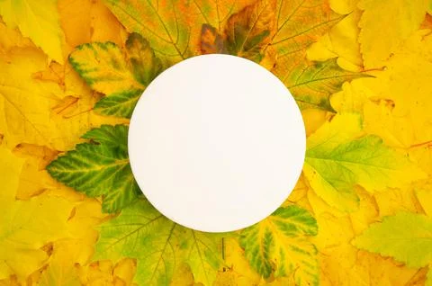 Flatlay white round on yellow maple foliage background copyspace. Сircle framed  스톡 사진