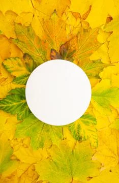 Flatlay white round on yellow maple foliage background copyspace. Сircle framed  Stock Photos