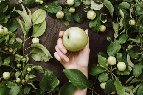 Flatlay of woman's hands holding apple in branches and leaves on wooden Stock Photos