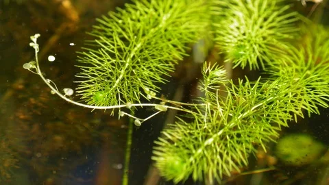 Flatleaf bladderwort carnivorous aquatic plant with bladder-like traps Stock Footage 99878459