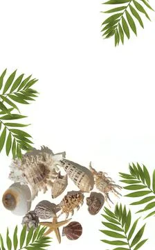 Flatley banner with shells on white background with palm leaves. Summer top view Stock Photos