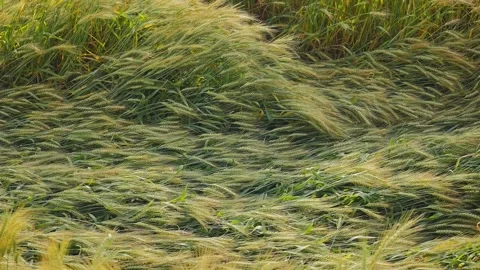 Flattened Wheat Crop Close-Up After Storm Stock Footage 334012148