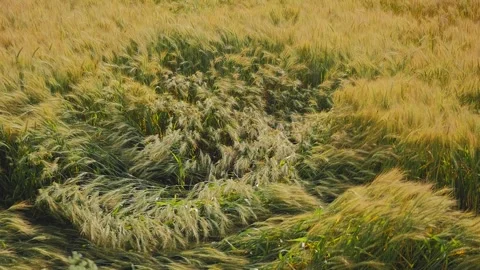 Flattened Wheat Field After Storm Damage Stock Footage 334012212