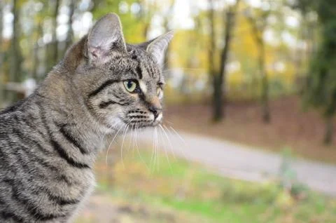 A flattering striped cat sits on a tree stand. Stock Photos