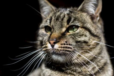 A flattering striped cat sits on a tree stand. Stock Photos