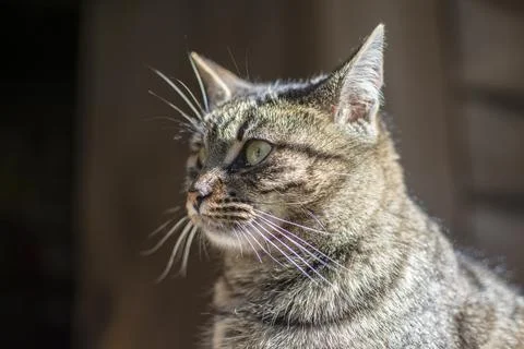 A flattering striped cat sits on a tree stand. Stock Photos