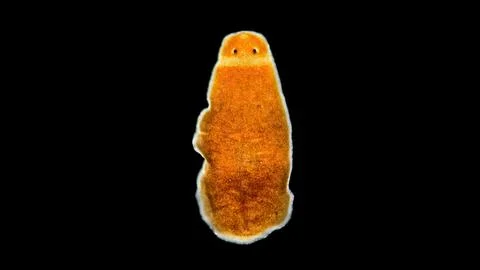 Flatworm Archicotylus stringulatus under a microscope, family Dendrocoelida.. Fotos Stock