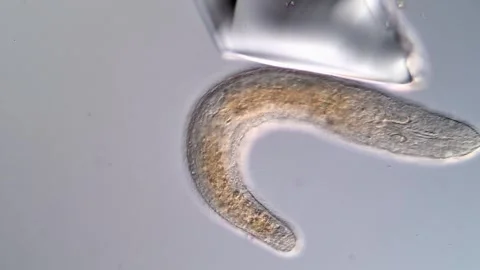 Flatworm Behavior Under the Microscope – Real Time View 스톡 동영상 317211111