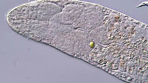 Flatworm Body Structure in Detail Under Microscope Video stock 317210623