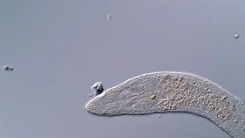 Flatworm Cellular Movement in High-Resolution Microscopy 库存影片 317210699