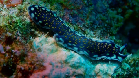 A flatworm  crawls slowly across the seabed Video stock 98915885