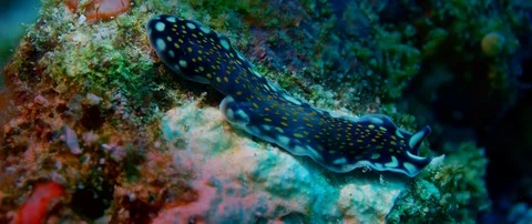 A flatworm  crawls slowly across the seabed Video stock 99255723