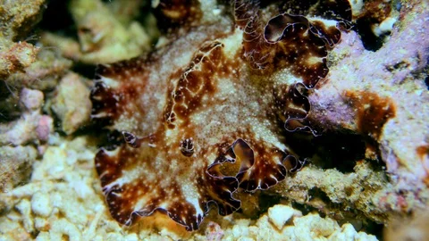 Flatworm discodoris looking like a mix of nudibranch and flatworm Stock Footage 112457616