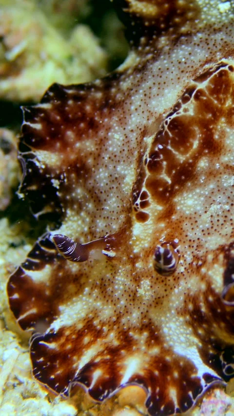 Flatworm discodoris looking like a mix of nudibranch and flatworm Stock-Footage 228829755