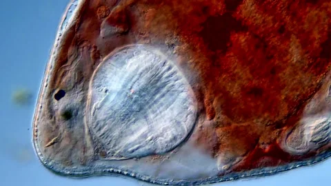 Flatworm 库存影片 310654994