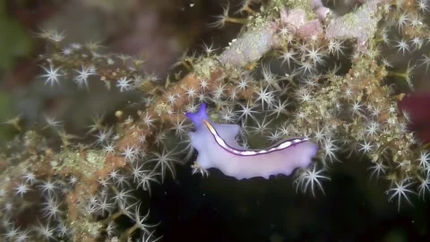 Flatworm Glide Along a Hydrozoan Colony in the Indo-Pacific Stock Footage 324165671