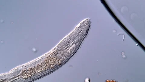 Flatworm Habitat and Motion Under Light Microscope 스톡 동영상 317210897