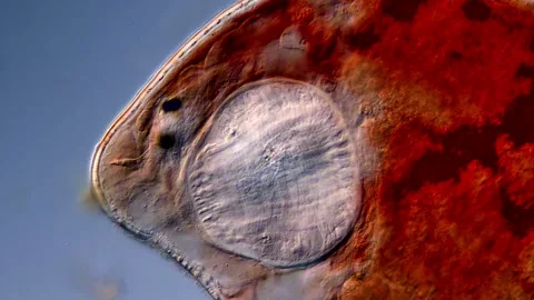 Flatworm head under microscope 库存影片 310650701