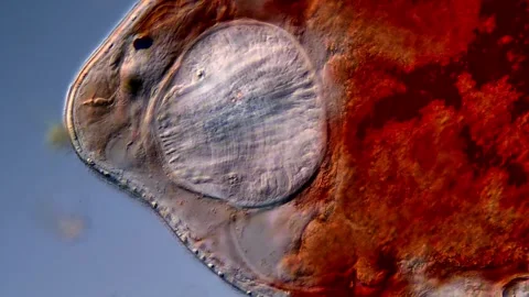 Flatworm head under microscope Vídeos de archivo 310653499