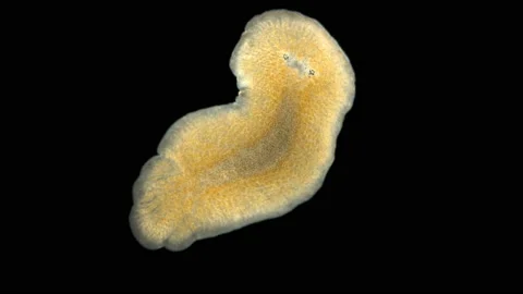 Flatworm Leptoplana sp. under a microscope, order Polycladida, lives among algae Stock Footage 139573403