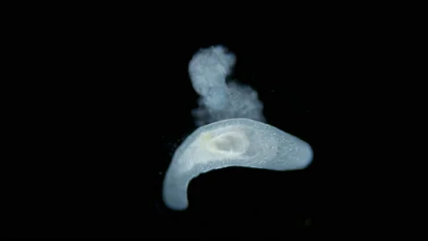 Flatworm Macrostomum sp. under a microscope, of the family Macrostomidae Stock Footage 224636831