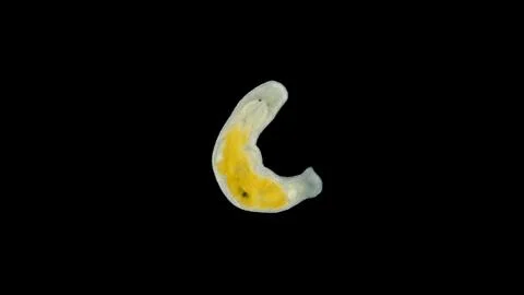 Flatworm Macrostomum sp. under a microscope, of the family Macrostomidae, P.. Stock Photos
