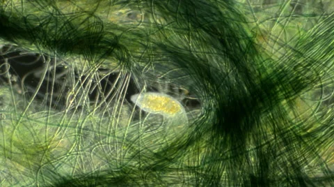 Flatworm (Microdalyellia sp.) Video stock 64826568