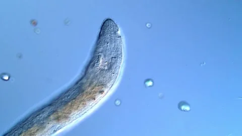 Flatworm microorganism, DIC microscopy 400x 库存影片 317211109