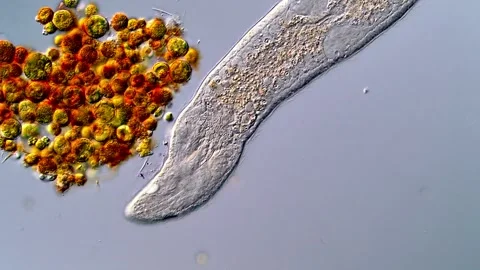 Flatworm microorganism under DIC microscope 스톡 동영상 317210774