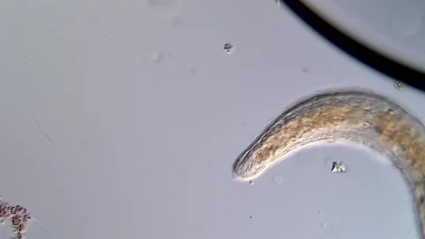 Flatworm Microscopy Showing Cilia and Movement 库存影片 317211049