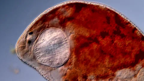 Flatworm (microscopy view 400x) Vídeos de archivo 310653243